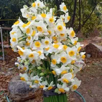 سه دسته گل نرگس