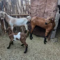 بز و کهره ماده با نری