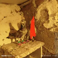 کفتر سوسکی ماده مناسب جوجه کشی