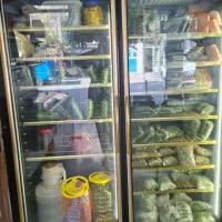 یخچال و فریزر مغازه