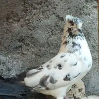 ماده چلچله کاکلی و نر فولادی|پرنده|آران و بیدگل, |دیوار