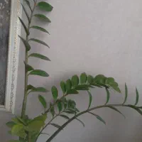 گل طبیعی