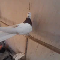 یک جفت کبوتر طوقی سرخ|پرنده|مشهد, تربیت (صدف)|دیوار