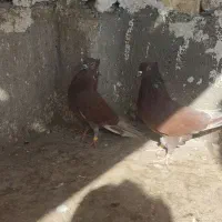 سرخ دم سرور