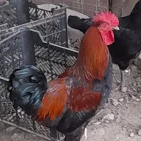 خروس چهارعدد