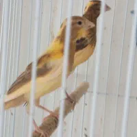 چهار عدد قناری جوان شتری و ابلغ درشت و کشیده