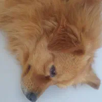 پامرانین روباهی