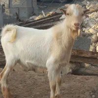 نری گوشتی|حیوانات مزرعه|بندرعباس, |دیوار