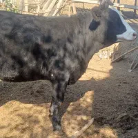 گاو تلیسه ابستن