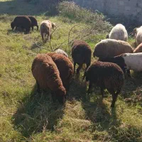 بره گوسفند چاق نروماده|حیوانات مزرعه|بابکان, |دیوار