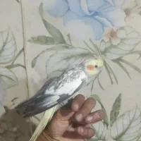 انواع عروس هلندی دست اموز و.  وحشی