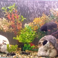 اکواریوم زیبا