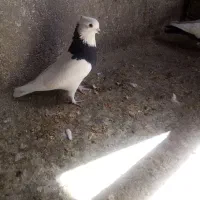 چند عدد کبوتر