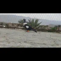 تعدادی بهبونی عتیقه