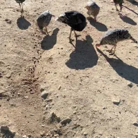 بوقلمون|حیوانات مزرعه|بازفت, |دیوار