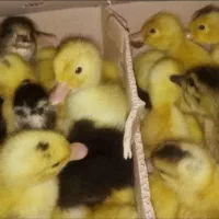 فروش جوجه اردک ۱۵ روزه