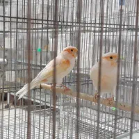 قناری نر وماده مولد،موزاییکی ،جفت مولد فائو،سوخته