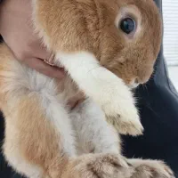 خرگوش|موش و خرگوش|قم, ولیعصر|دیوار