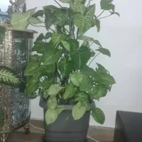 گل پا اردکی یا سینگنیوم