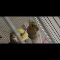 عروس هلندی سیامون ، آهویی