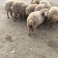 فروش بره