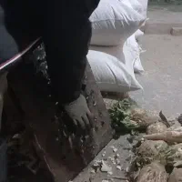 چغندر‌تازه‌داخل‌زمین‌هست‌به‌شرط