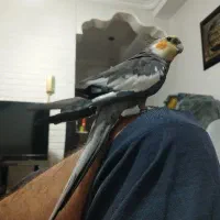 عروس هلندی سخنگو|پرنده|بندرعباس, |دیوار