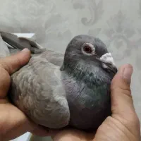 کبوتر نر شهرستانی