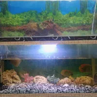 فروش یک عدد آکواریوم شیشه ای سالم|ماهی|بم, |دیوار