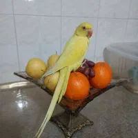 جوجه ملنگو زرد نر و جوجه کرمینو سرلاکی