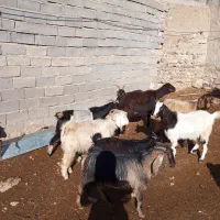 بره میش گوسفند بز چپش بزغاله