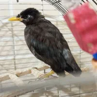 مرغ مینا ۳ماهه|پرنده|کرج, شعبانآباد|دیوار