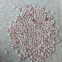 فروش لوبیا چیتی|خوردنی و آشامیدنی|دهگلان, |دیوار