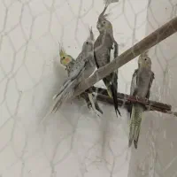 عروس هلندی چهار عدد 2500فقط تا جمعه