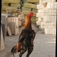 خروس لاری|حیوانات مزرعه|قدس, هفت جوی|دیوار