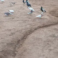 شوش عبدالخان سده شاوور اهودشت|پرنده|کرخه, |دیوار