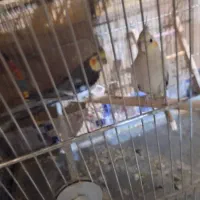 عروس هلندی نروماده|پرنده|اصفهان, منتظرالمهدی|دیوار