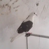 یدونه خروس یه دونه کفتر پشتار