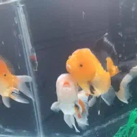 گلدفیش گریدAA