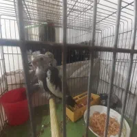 بچه عروس هلندی|پرنده|لاهیجان, گلستان|دیوار