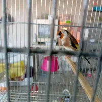 سهره مست۵دونگی..در رباط کریم.