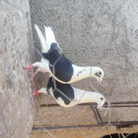 فروش کبوتر المانی زات دار کله هما کاشمر