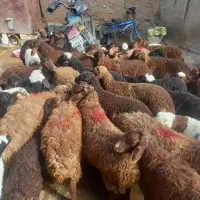 ۴۳راس گوسفندو بره مالچه بیست تابرهابهاری