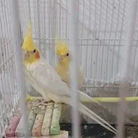 عروس هلندی