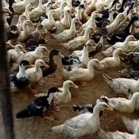 اردک گوشتی صغیر و نیمچه