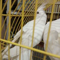 فروش‌عمده‌‌دانه‌پرندگان‌‌وپرنده‌زینتی‌