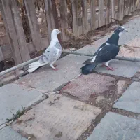 کبوتر پلاکی