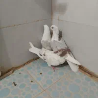 سه عدد جونه.لون|پرنده|دورود, |دیوار