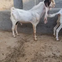 پازن گلابی