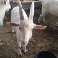 نربز سانن 9 ماهه|حیوانات مزرعه|بردسیر, |دیوار